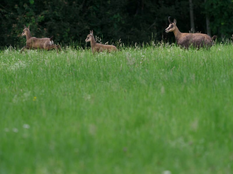 Chamois du Hohneck ou d'ailleurs