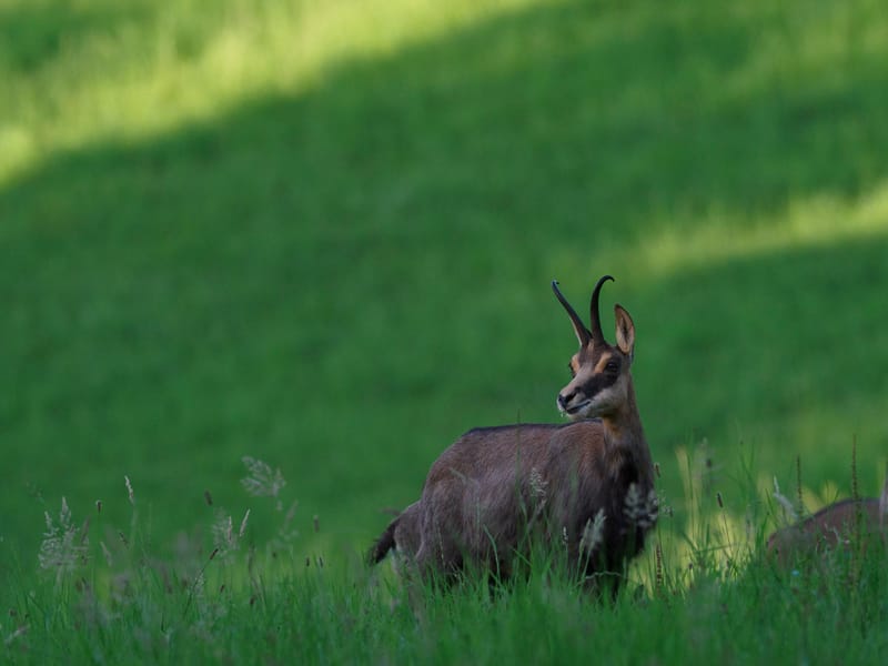 Chamois du Hohneck ou d'ailleurs
