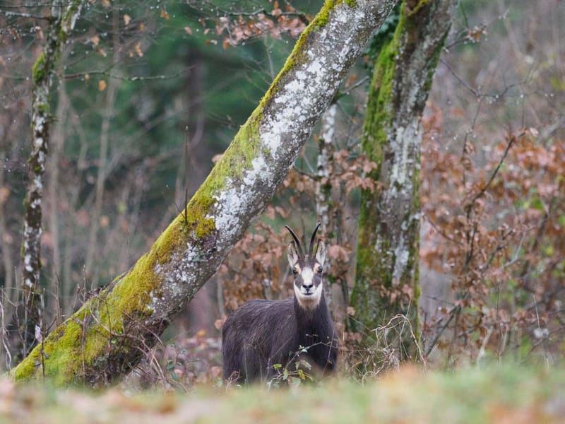 Chamois du Hohneck ou d'ailleurs