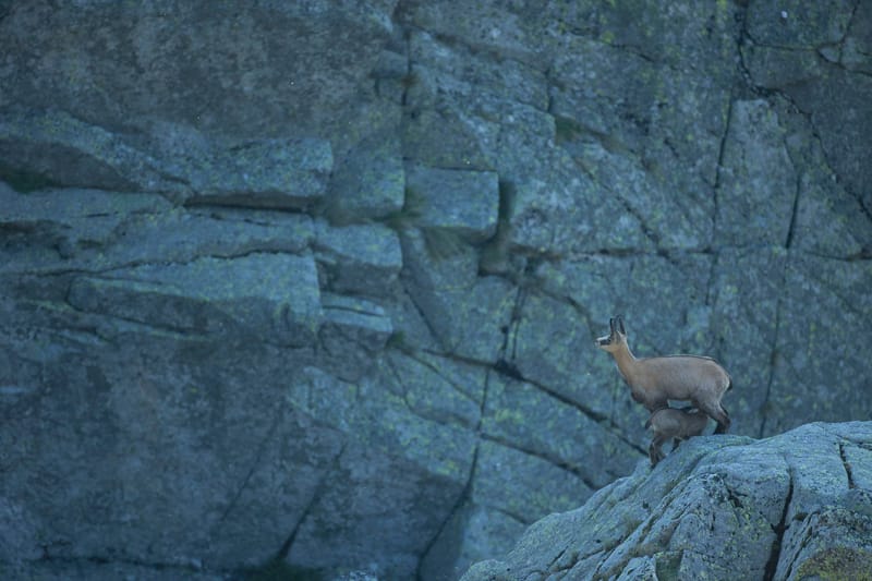 Chamois du Hohneck ou d'ailleurs