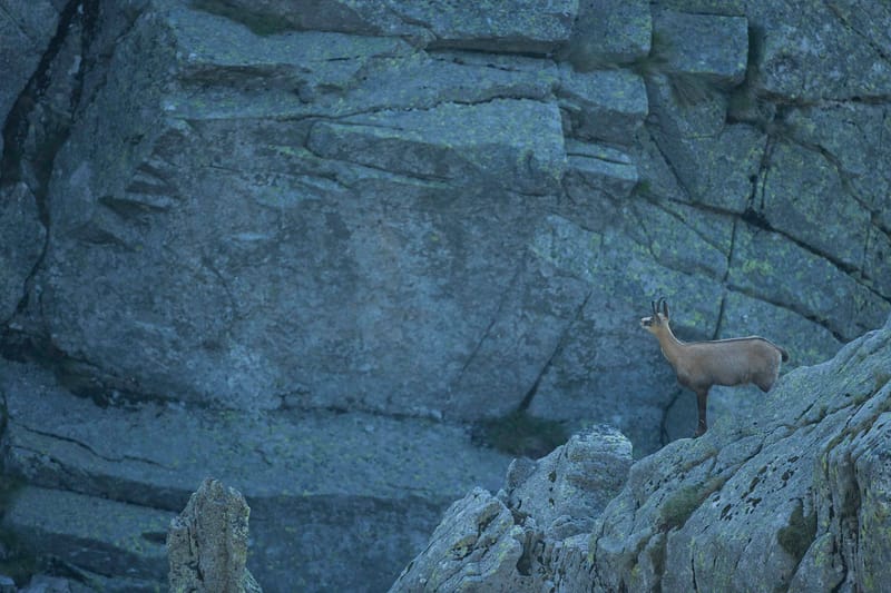 Chamois du Hohneck ou d'ailleurs