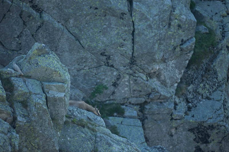 Chamois du Hohneck ou d'ailleurs