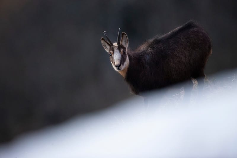 Chamois du Hohneck ou d'ailleurs