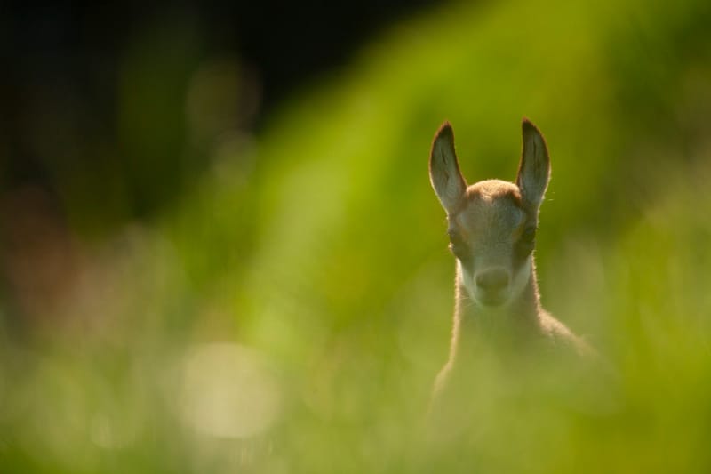 Chamois du Hohneck ou d'ailleurs