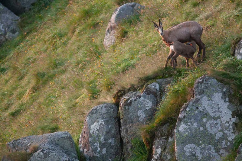Chamois du Hohneck ou d'ailleurs