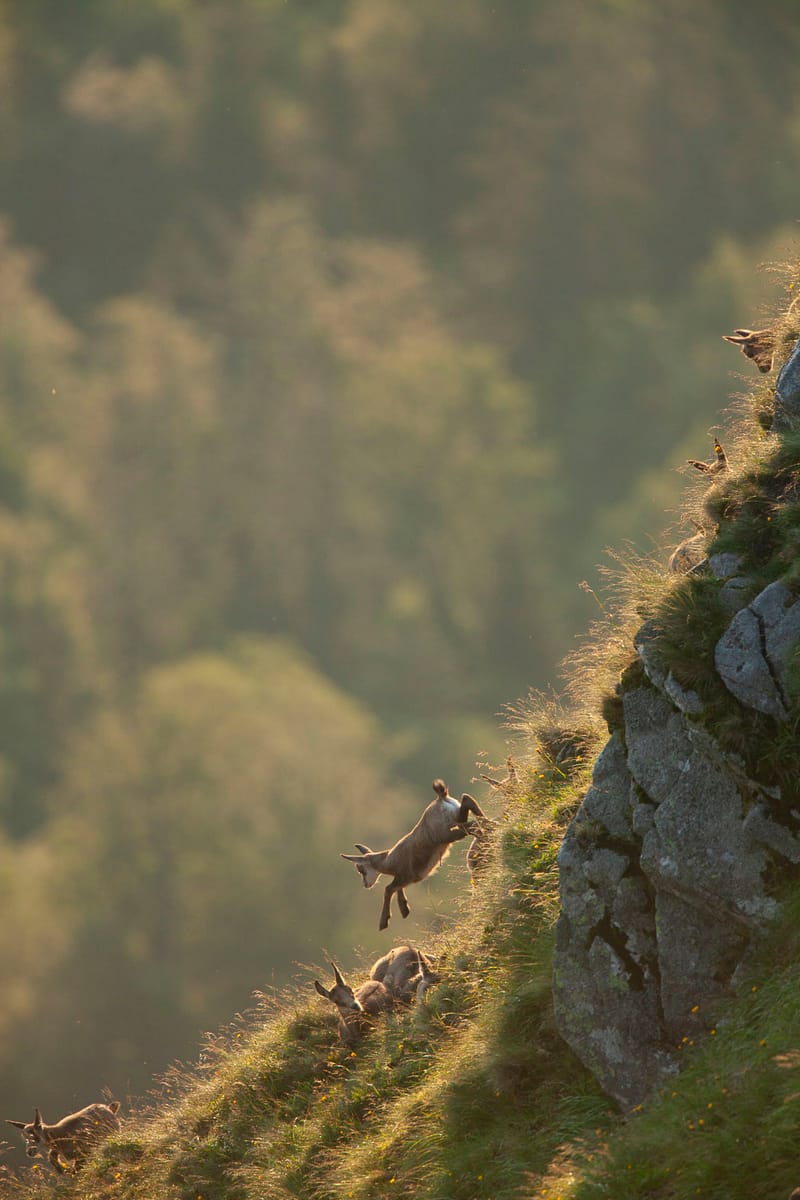 Chamois du Hohneck ou d'ailleurs