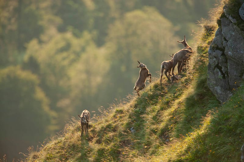 Chamois du Hohneck ou d'ailleurs