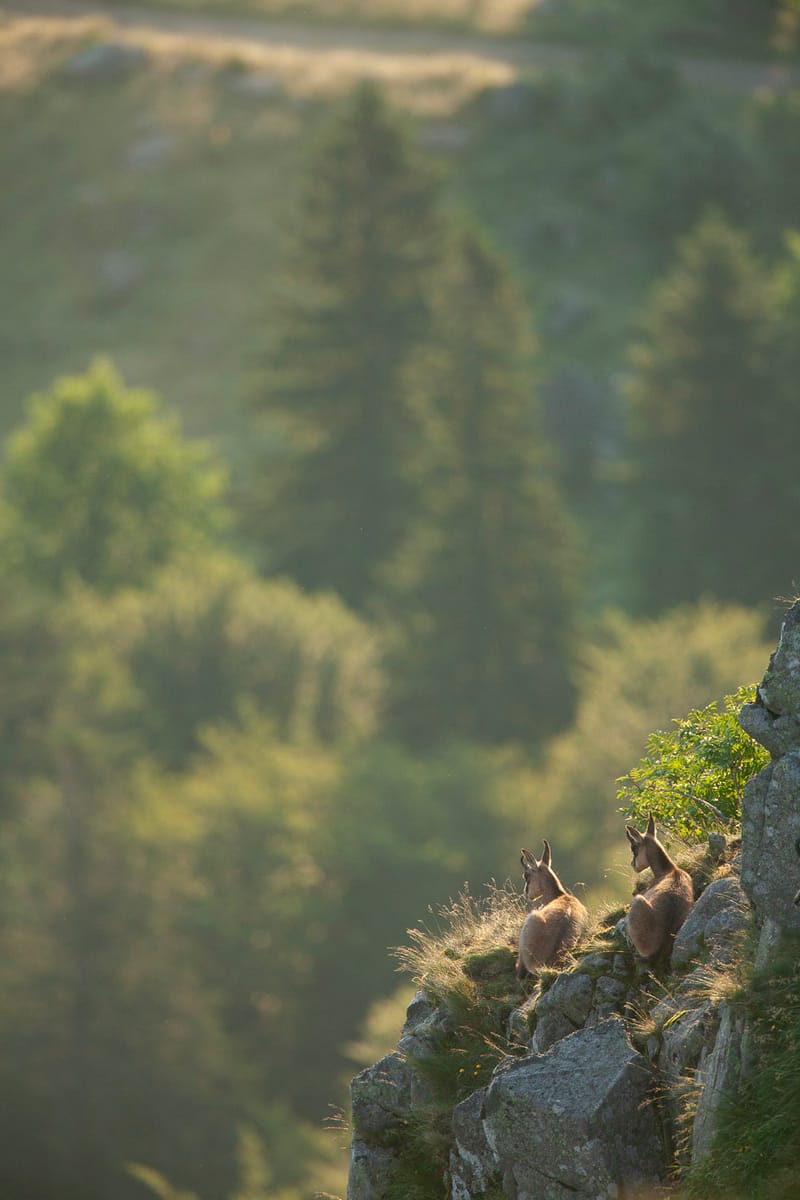 Chamois du Hohneck ou d'ailleurs