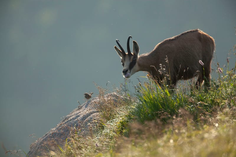 Chamois du Hohneck ou d'ailleurs
