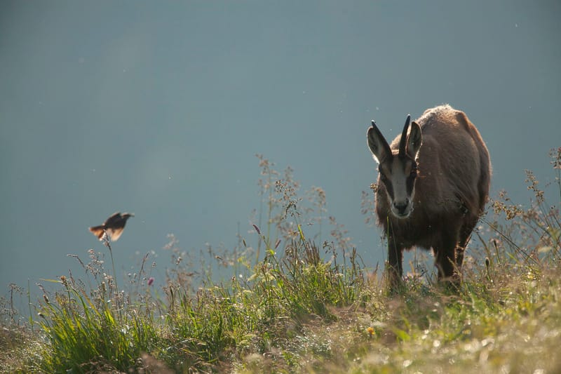 Chamois du Hohneck ou d'ailleurs