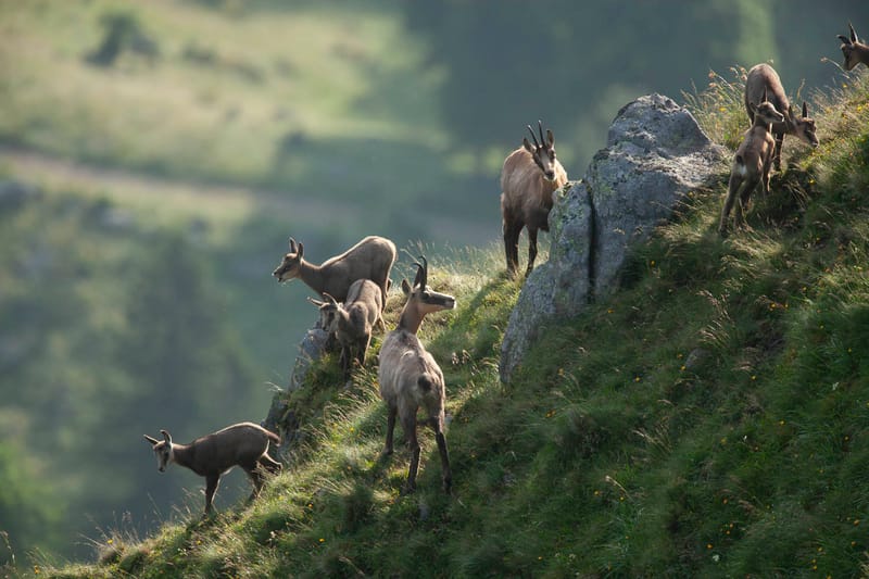Chamois du Hohneck ou d'ailleurs