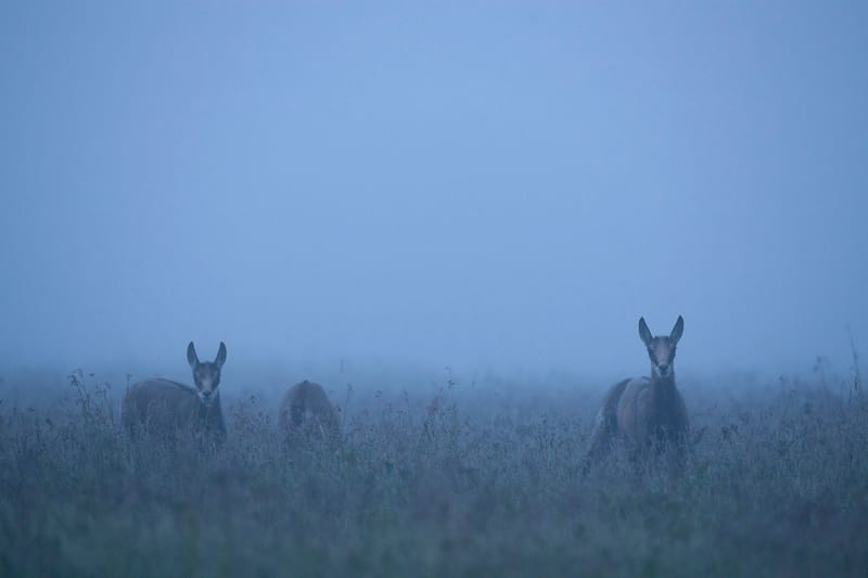 Chamois du Hohneck ou d'ailleurs