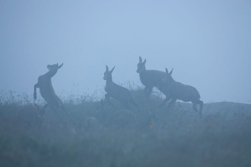 Chamois du Hohneck ou d'ailleurs