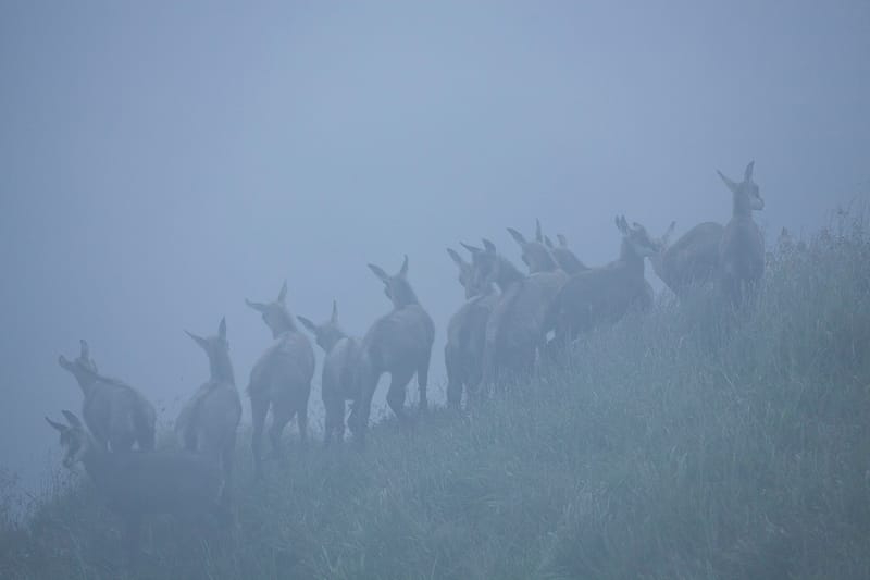 Chamois du Hohneck ou d'ailleurs