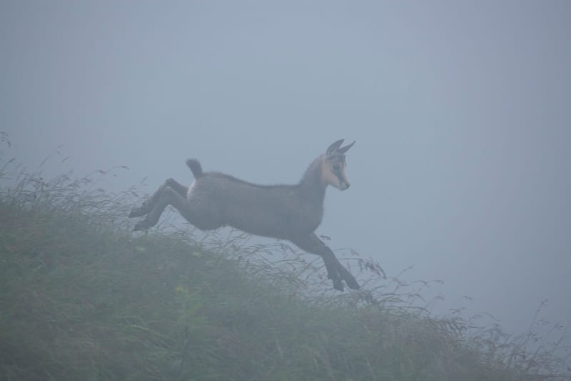 Chamois du Hohneck ou d'ailleurs