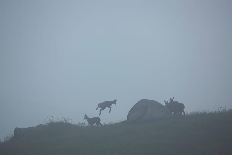 Chamois du Hohneck ou d'ailleurs