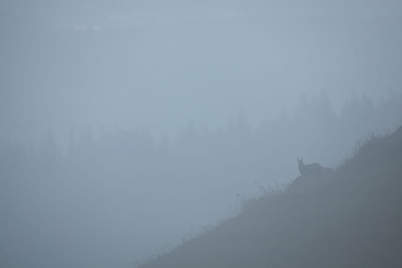 Chamois du Hohneck ou d'ailleurs