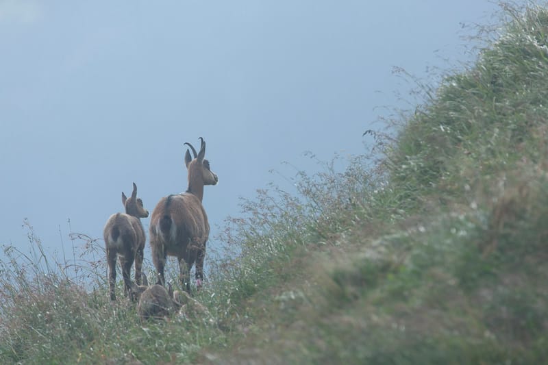 Chamois du Hohneck ou d'ailleurs