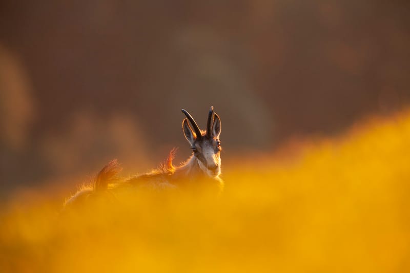 Chamois du Hohneck ou d'ailleurs