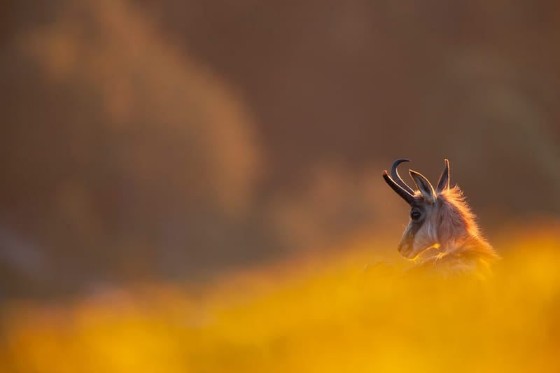 Chamois du Hohneck ou d'ailleurs