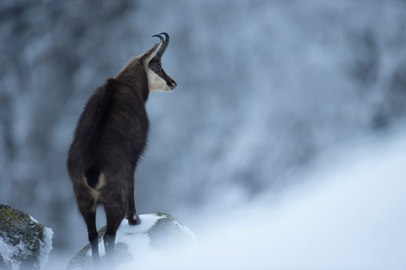 Chamois du Hohneck ou d'ailleurs