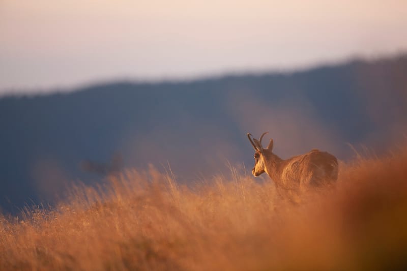 Chamois du Hohneck ou d'ailleurs