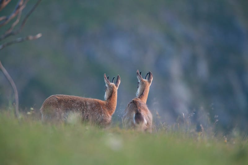 Chamois du Hohneck ou d'ailleurs