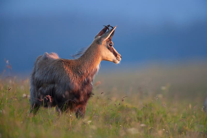 Chamois du Hohneck ou d'ailleurs