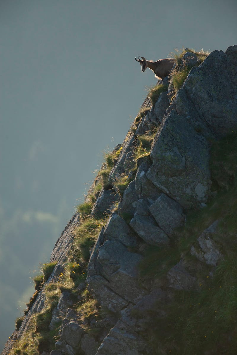 Chamois du Hohneck ou d'ailleurs