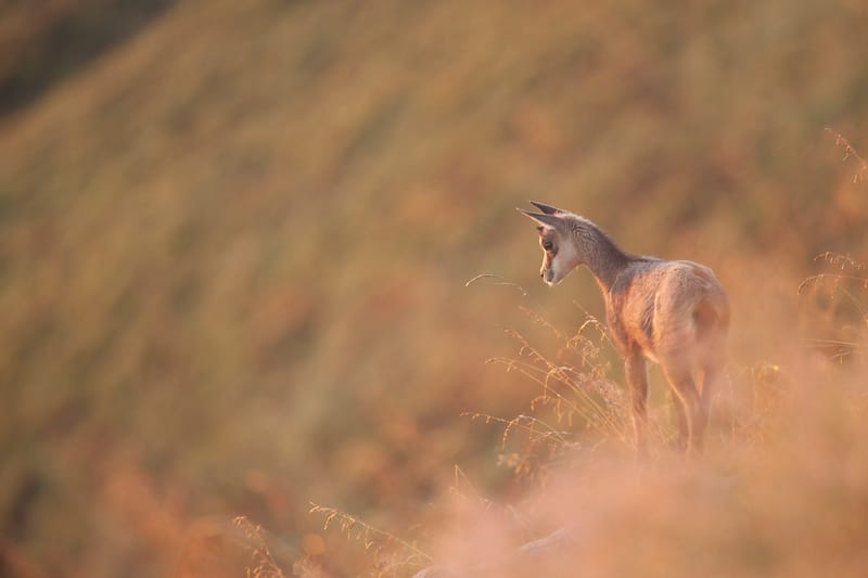 Chamois du Hohneck ou d'ailleurs