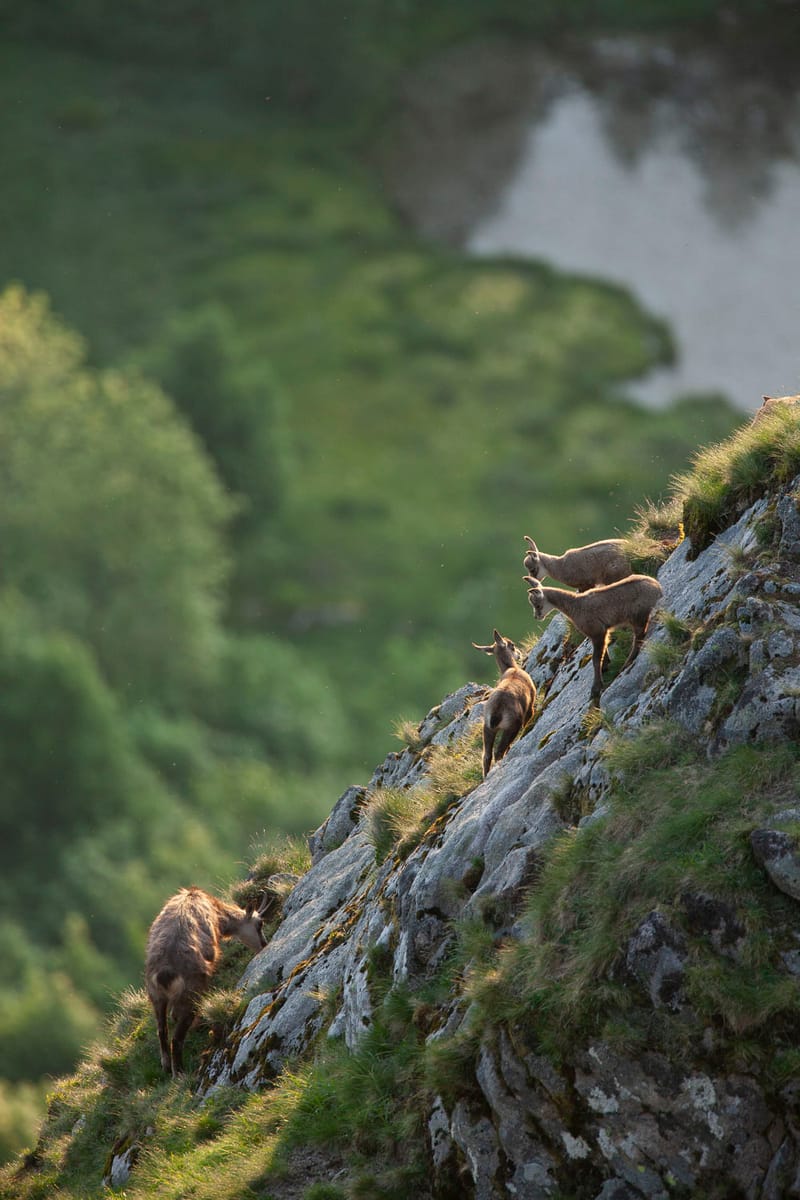 Chamois du Hohneck ou d'ailleurs