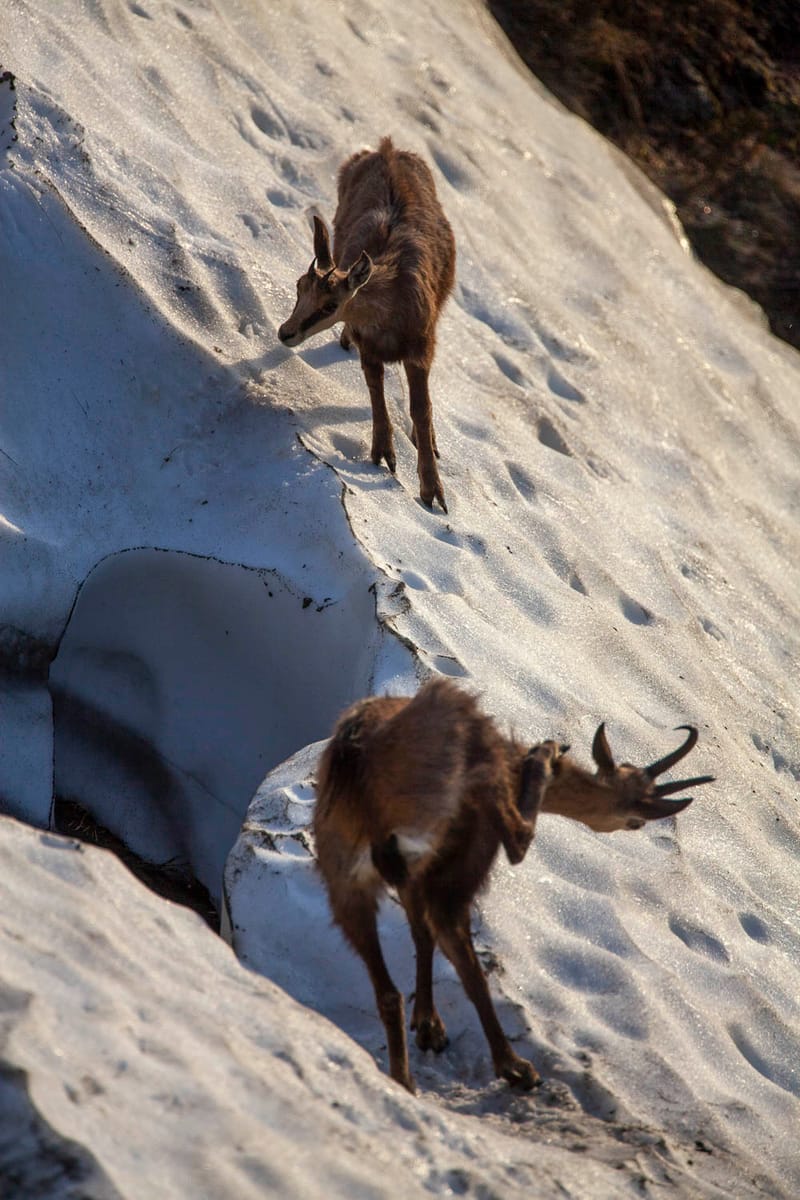 Chamois du Hohneck ou d'ailleurs