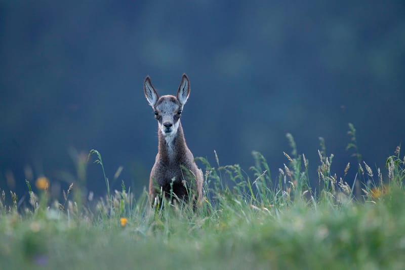 Chamois du Hohneck ou d'ailleurs
