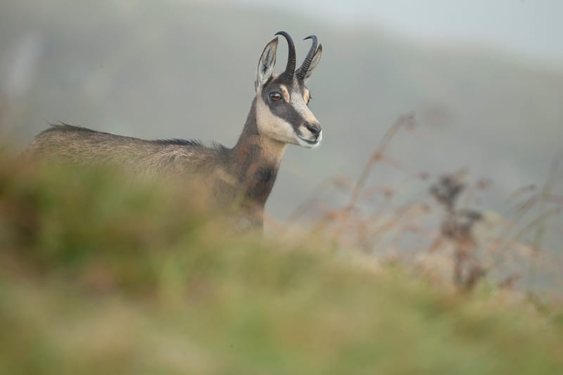 Chamois du Hohneck ou d'ailleurs