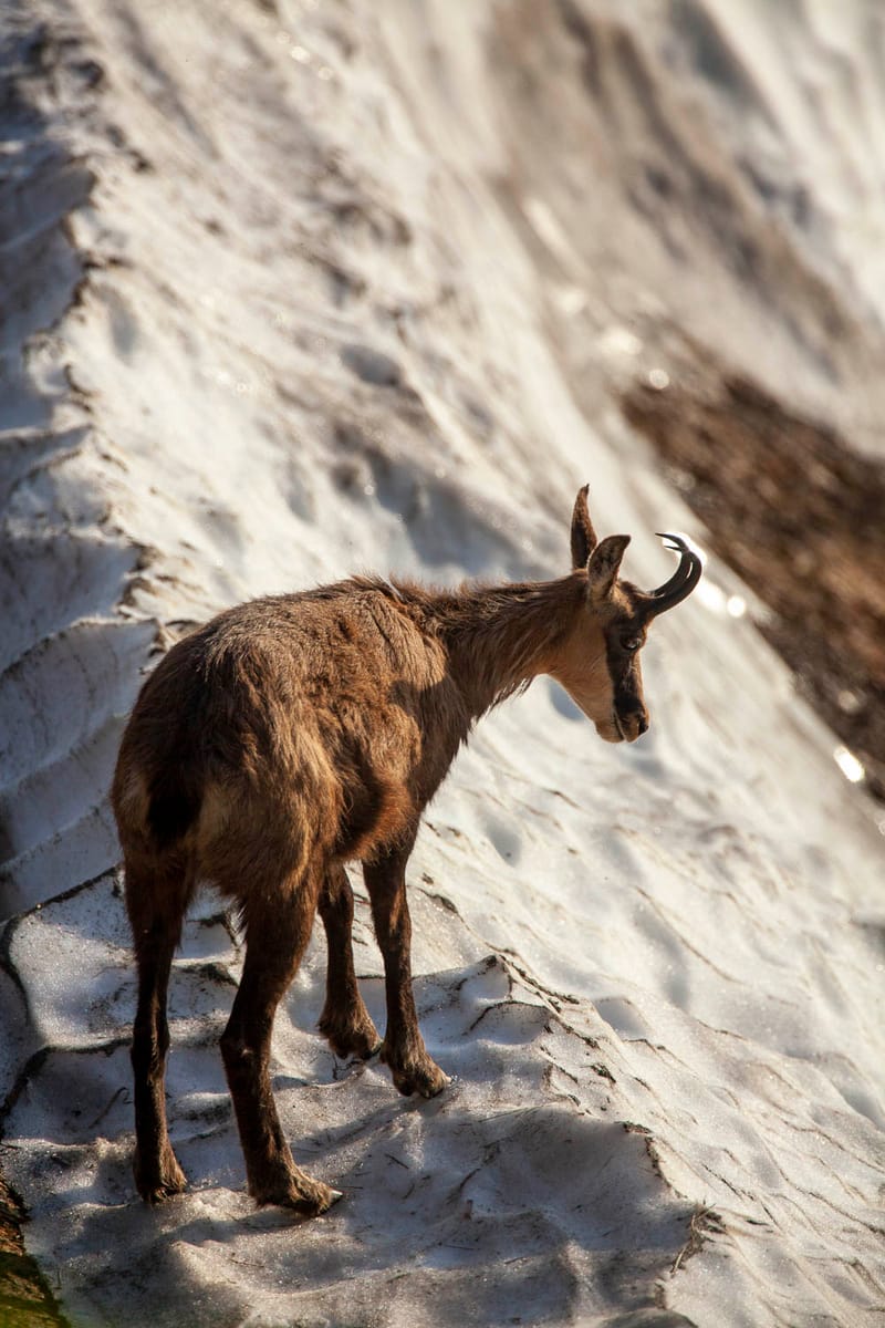 Chamois du Hohneck ou d'ailleurs