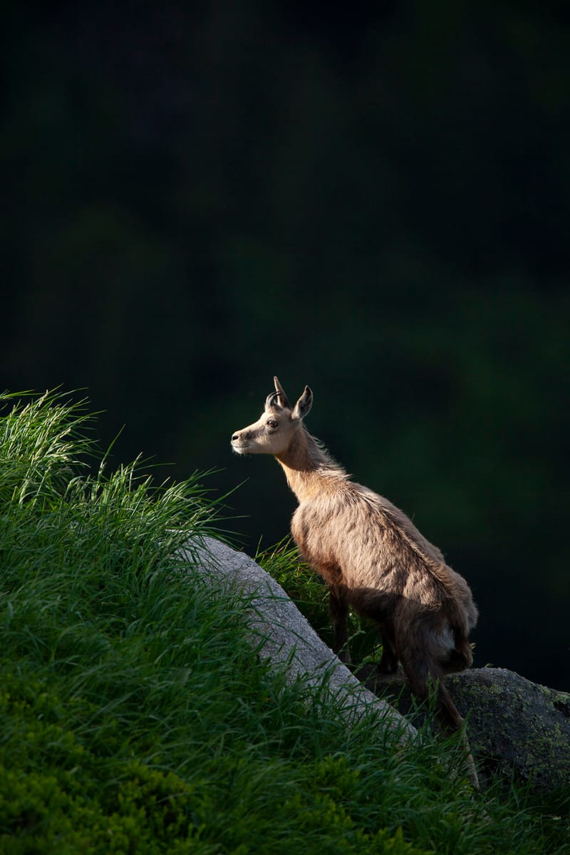 Chamois du Hohneck ou d'ailleurs
