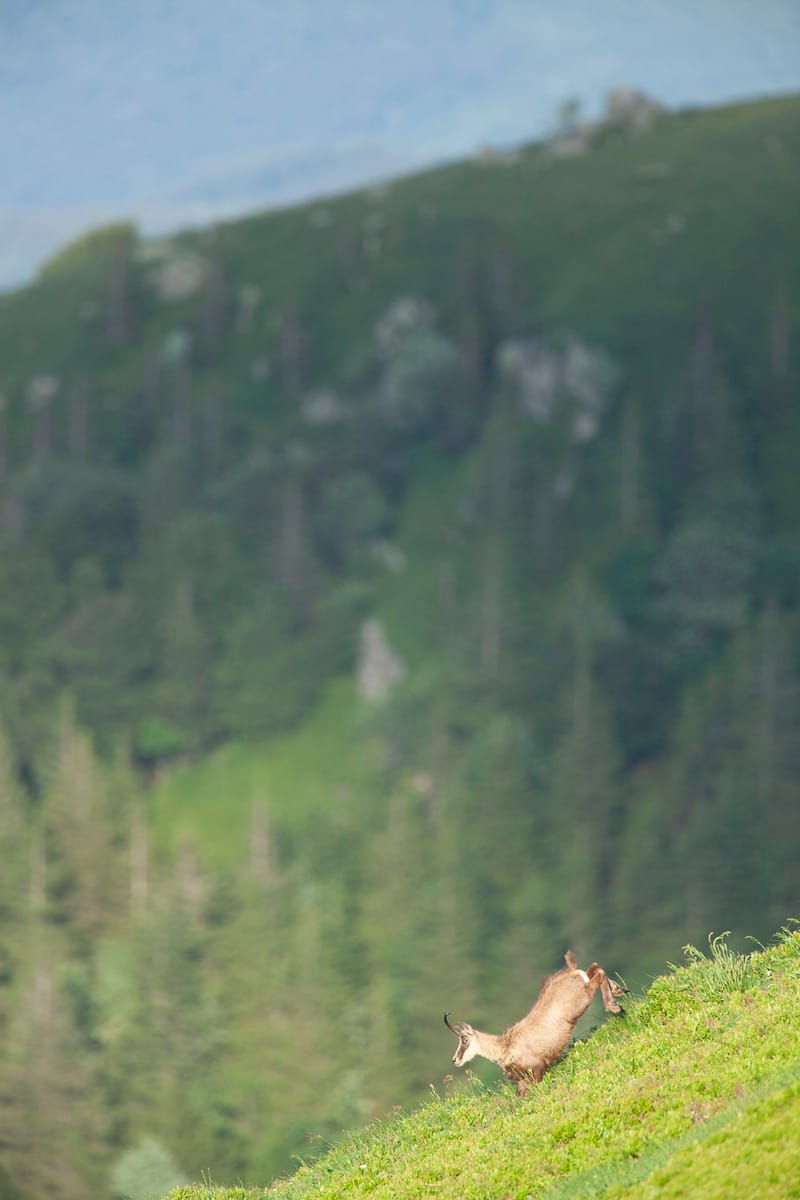 Chamois du Hohneck ou d'ailleurs