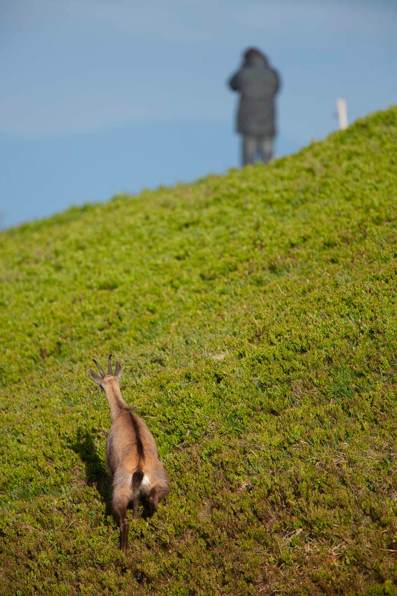 Chamois du Hohneck ou d'ailleurs