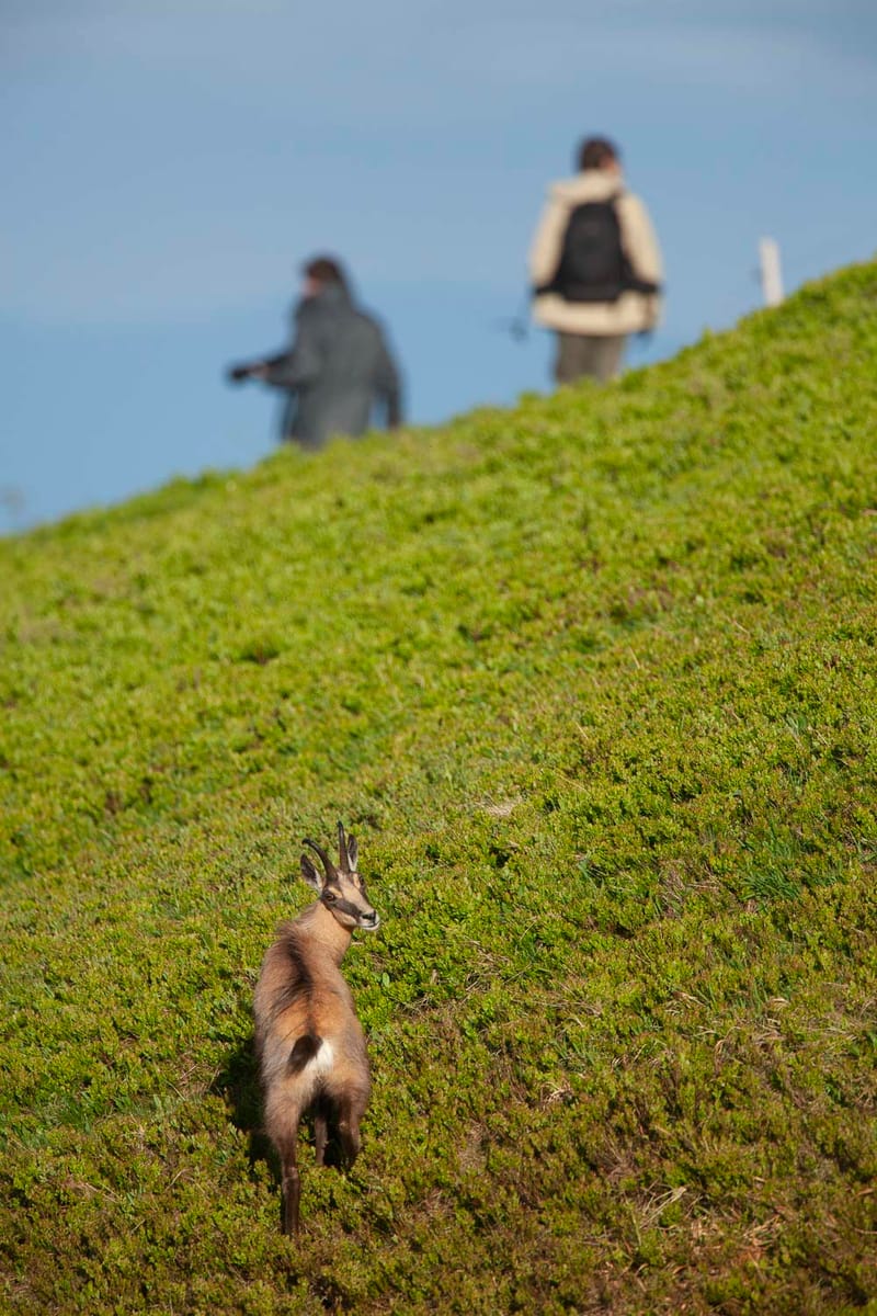 Chamois du Hohneck ou d'ailleurs
