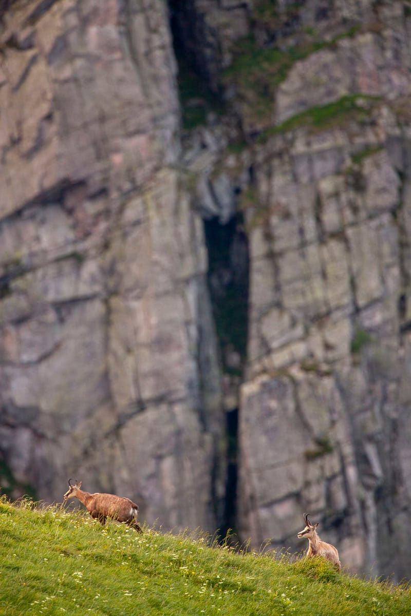 Chamois du Hohneck ou d'ailleurs