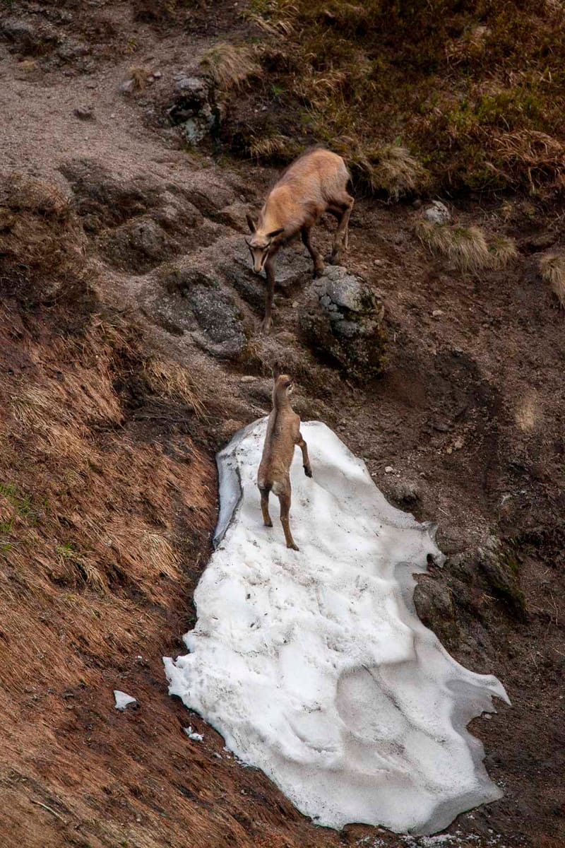 Chamois du Hohneck ou d'ailleurs