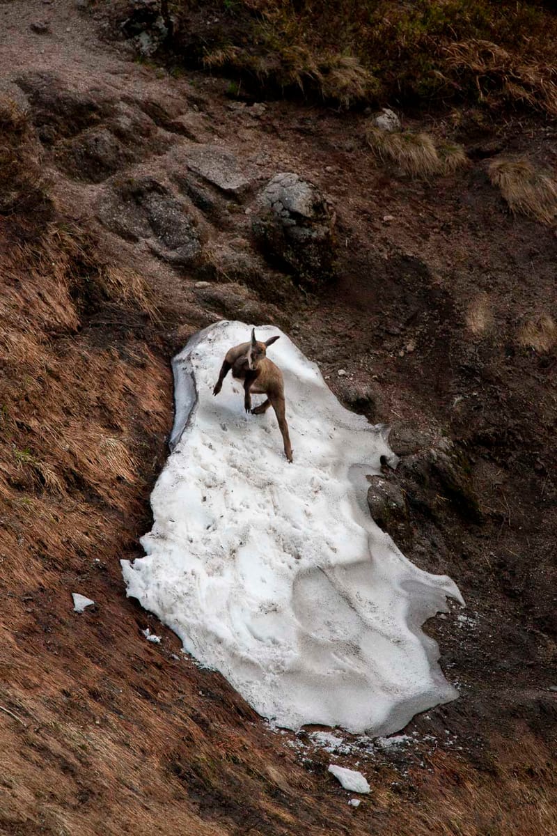 Chamois du Hohneck ou d'ailleurs