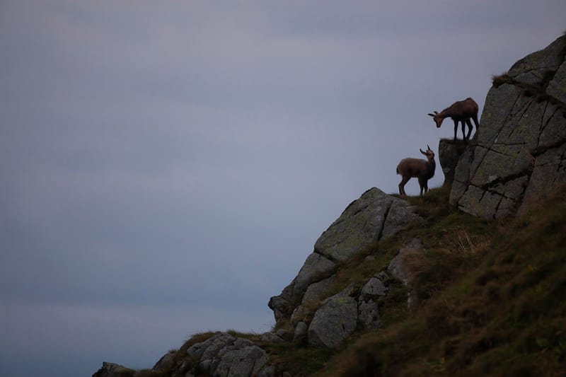 Chamois du Hohneck ou d'ailleurs