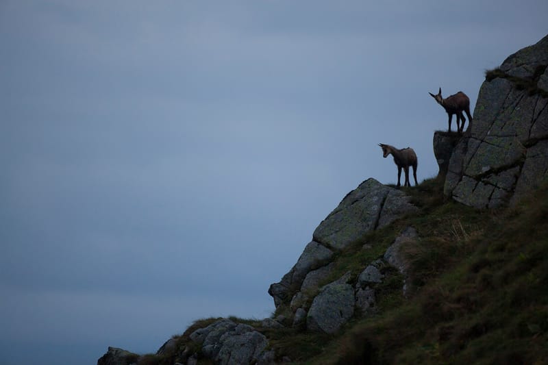 Chamois du Hohneck ou d'ailleurs