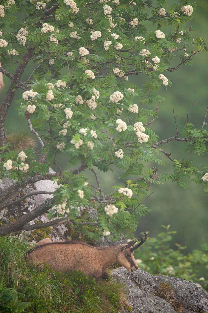 Chamois du Hohneck ou d'ailleurs