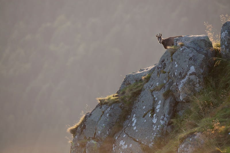 Chamois du Hohneck ou d'ailleurs