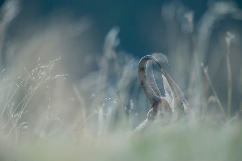 Chamois du Hohneck ou d'ailleurs