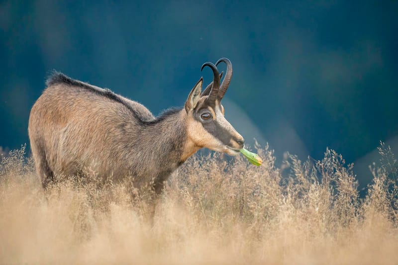 Chamois du Hohneck ou d'ailleurs