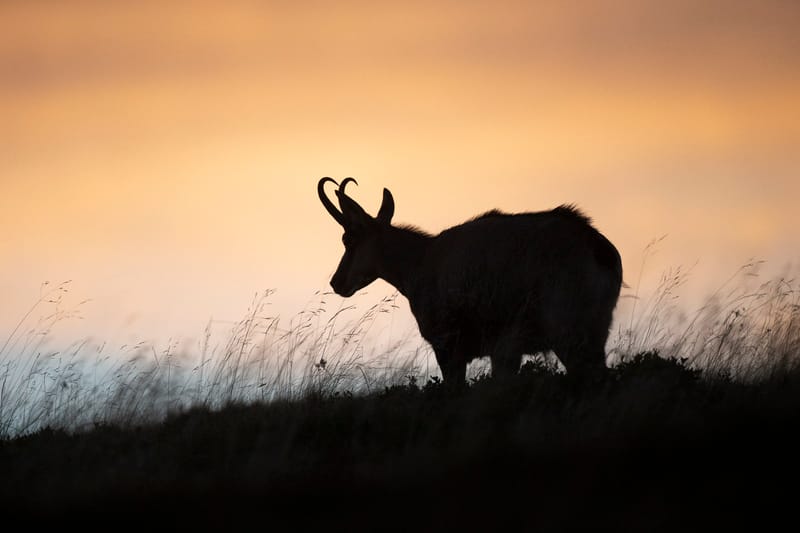 Chamois du Hohneck ou d'ailleurs