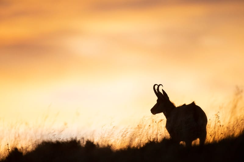 Chamois du Hohneck ou d'ailleurs